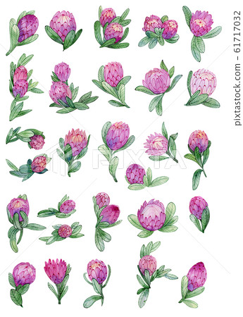 Set of protea flowers for design. Set of protea flowers for design. 61717032