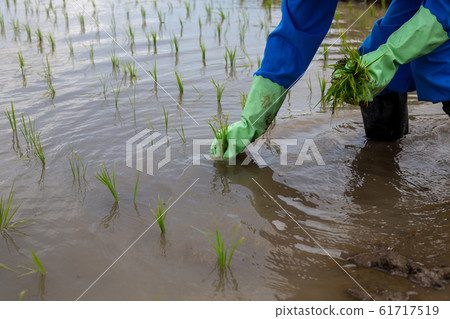 水稻種植 61717519