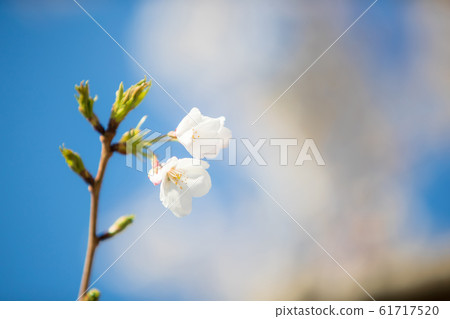 櫻花 櫻 賞櫻 61717520