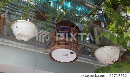 vietnam birdcage vietnam birdcage 61717782