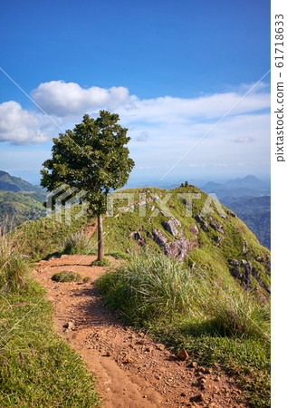 Tree at the Little Adams Peak on a sunny day, Sri Tree at the Little Adams Peak on a sunny day, Sri 61718633