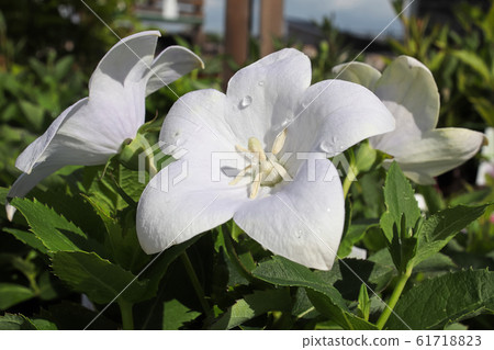 Closeup of opened white balloon flowers in the garden 61718823
