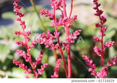 Delicate pink astilbe flowers on a stem 61718829