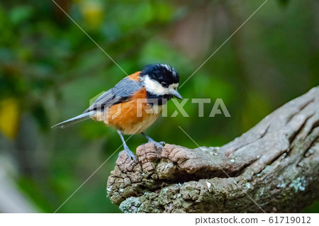 Parus in Saiko Wild Bird Forest Park Parus in Saiko Wild Bird Forest Park 61719012