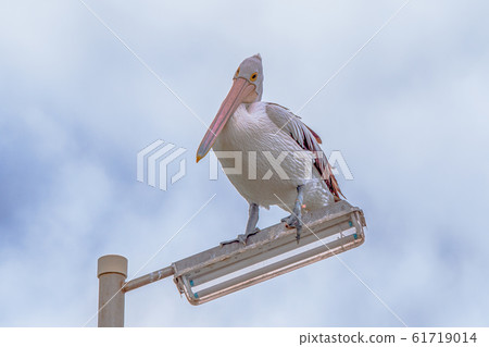 Pelican staying in electric light, facing down right 61719014