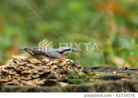 Wood nuthatch (Sitta europaea) on stump in forest 61719378