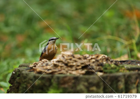 Eurasian nuthatch (Sitta europaea) on stump with 61719379