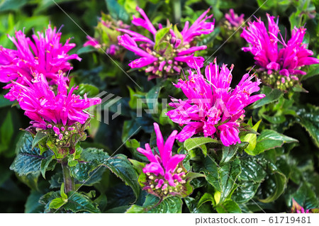 Pink bee balm flower heads blooming in the garden 61719481
