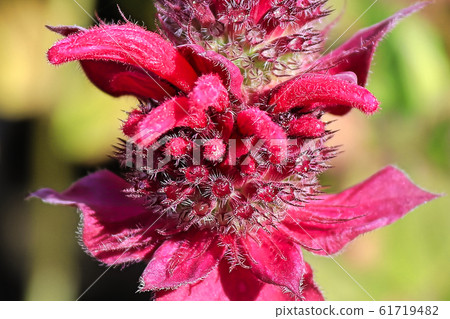 Closeup of a red bee balm flower head Closeup of a red bee balm flower head 61719482