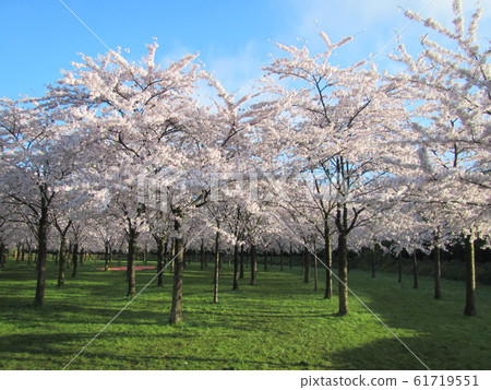 Cherry blossoms at Kersenbloesempark in Bos Park, The Netherlands 61719551