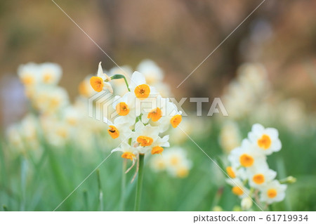Daffodil flowers Daffodil flowers 61719934