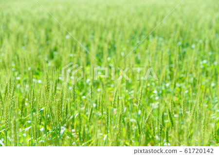 Green wheat field Green wheat field 61720142