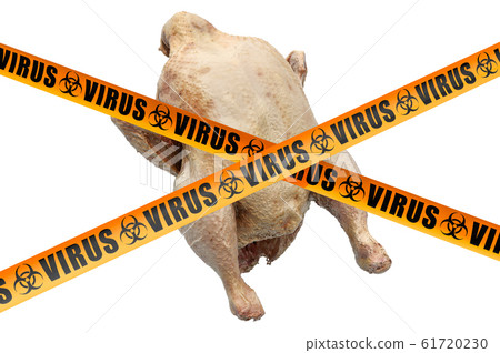 Avian influenza concept. Chicken with caution 61720230