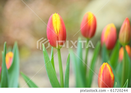 鬱金香花 61720244