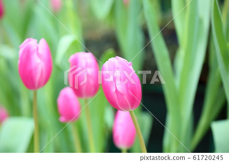 Tulip flower 61720245