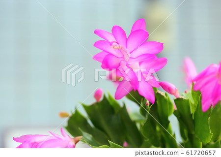 Danmark Cactus Flower 61720657