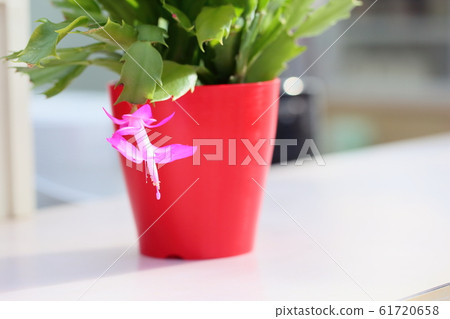 丹麥仙人掌花 61720658