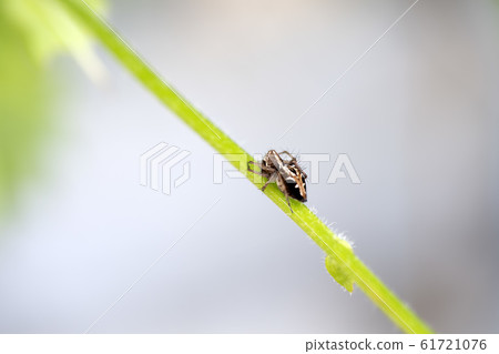 Kurichasa Spider 61721076