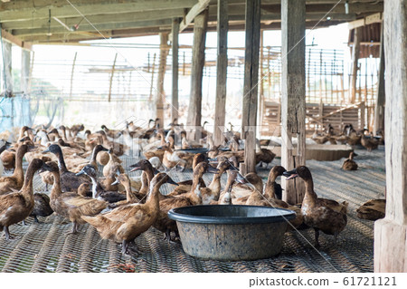 Duck eating food in farm, traditional farming. 61721121