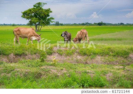 Cow eating grass or rice straw in rice field with Cow eating grass or rice straw in rice field with 61721144