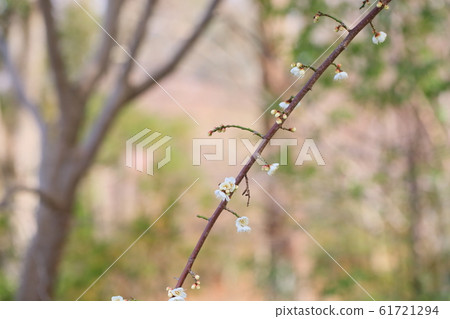 White plum blossoms 61721294