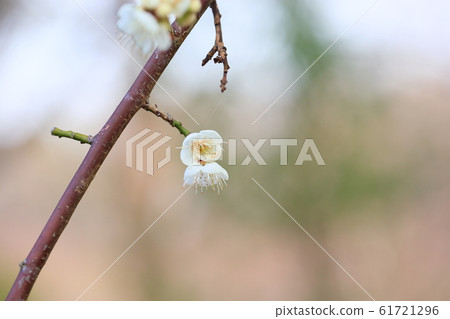 White plum blossoms 61721296