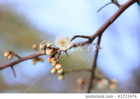 White plum blossoms 61721474