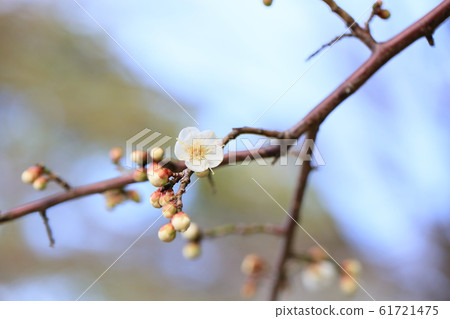 White plum blossoms White plum blossoms 61721475