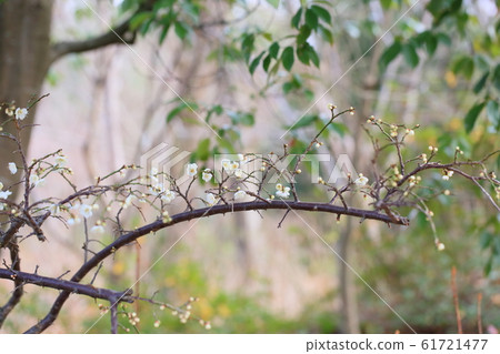 White plum blossoms White plum blossoms 61721477