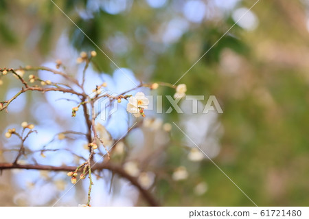 White plum blossoms 61721480
