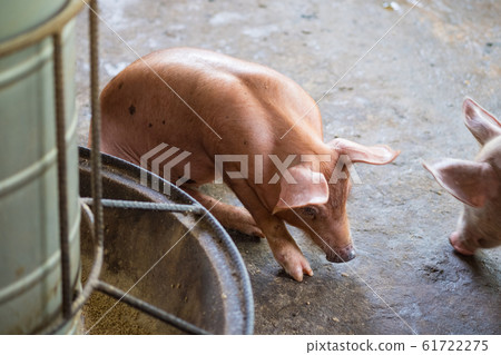 Group of pig sleeping eating in the farm. Group of pig sleeping eating in the farm. 61722275