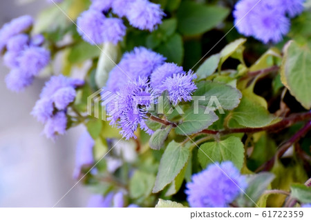 在三鷹中原盛開的藍紫色Agelatam花 61722359