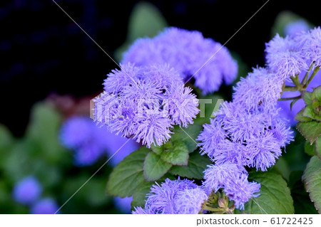 在三鷹中原盛開的藍紫色Agelatam花 61722425