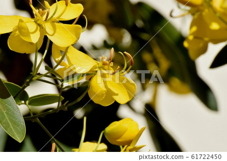 開花在三鷹中原的黃色Kobanensena花 開花在三鷹中原的黃色Kobanensena花 61722450