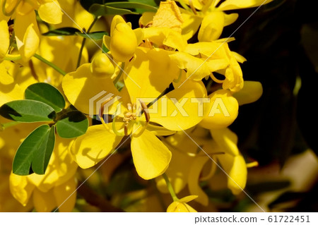 開花在三鷹中原的黃色Kobanensena花 開花在三鷹中原的黃色Kobanensena花 61722451