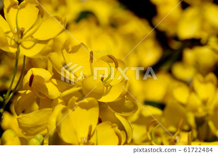 Yellow Kobanensena Flower Blooming in Mitaka Nakahara 61722484