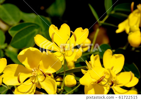 Yellow Kobanensena Flower Blooming in Mitaka Nakahara 61722515