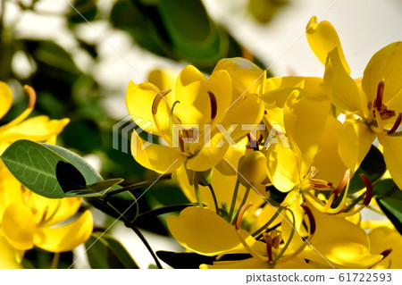 Yellow Kobanensena Flower Blooming in Mitaka Nakahara Yellow Kobanensena Flower Blooming in Mitaka Nakahara 61722593