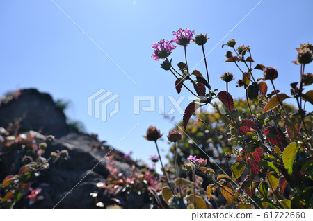 Wild flowers that bloom in the warmth of spring 61722660