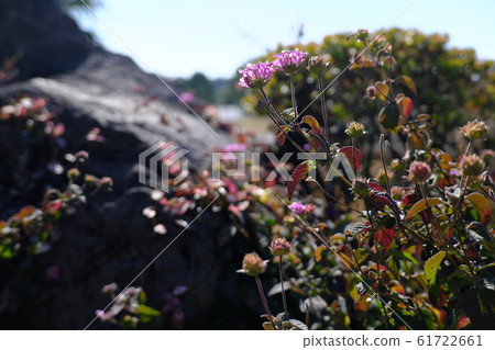 盛開的紫色野花 盛開的紫色野花 61722661