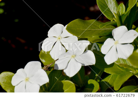 White flowers blooming in Mitaka Nakahara flower White flowers blooming in Mitaka Nakahara flower 61722679