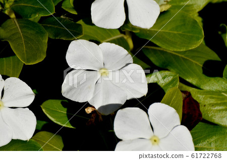 開花在三鷹中原花的白花 61722768