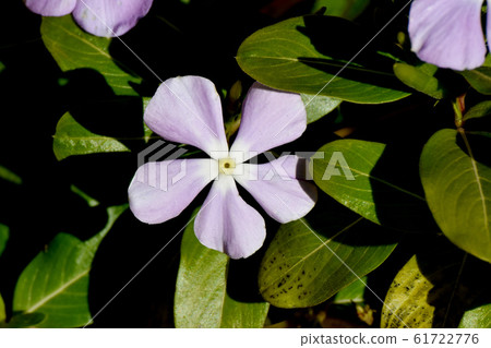 Purple periwinkle flower blooming in Mitaka Nakahara 61722776