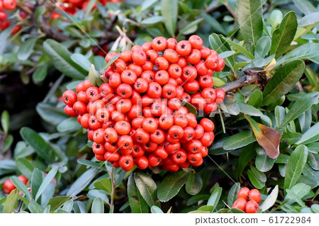 成為中原三鷹的紅火棘（常春山楂）果實 61722984