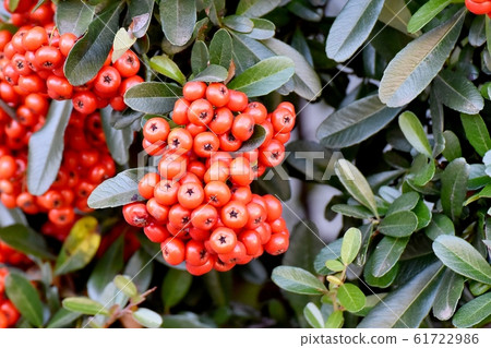 成為中原三鷹的紅火棘（常春山楂）果實 61722986