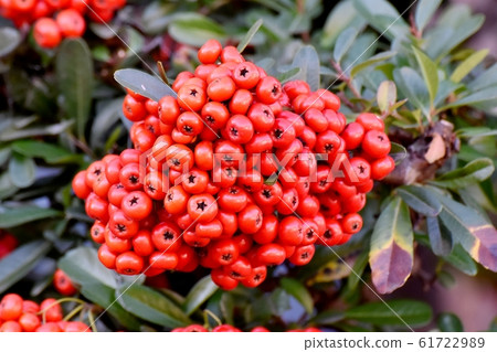 Red Pyracantha (Tokiwa Hawthorn) fruit that becomes Mitaka Nakahara 61722989