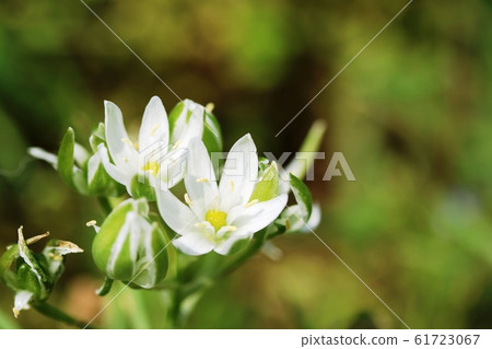 Ornithogalum begins to bloom 61723067