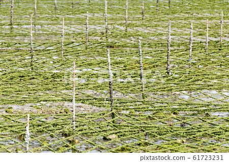 Aasa (Aosa) farm Aasa (Aosa) farm 61723231