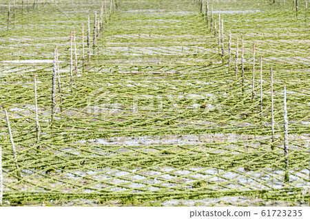 Aasa (Aosa) farm Aasa (Aosa) farm 61723235