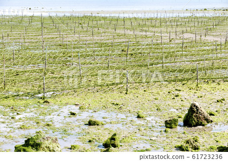 Aasa (Aosa) farm Aasa (Aosa) farm 61723236